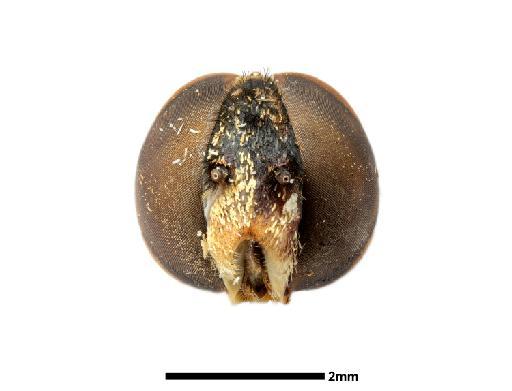 Exoprosopa nigrispina Bezzi, 1924 - 013660415, HOLOTYPE, Exoprosopa nigrispina Bezzi HEAD