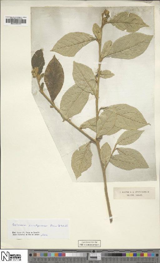 Solanum swartzianum Roem. & Schult. - BM000935701
