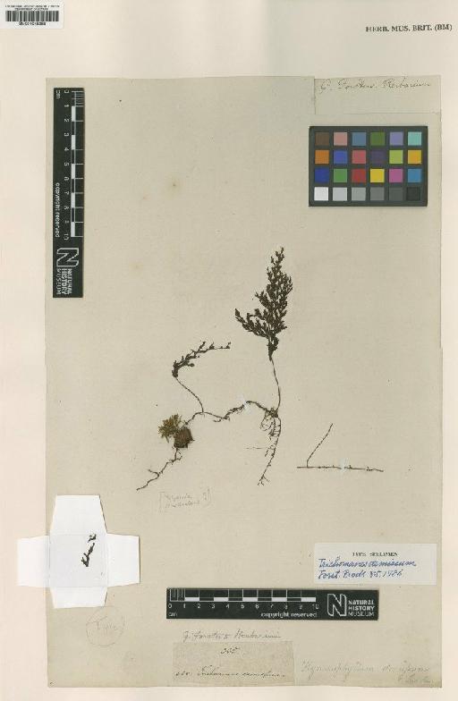 Hymenophyllum demissum (G.Forst.) Sw. - BM001048388