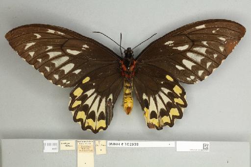Ornithoptera croesus croesus Wallace, 1859 - 013604995__