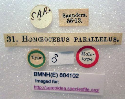 Homoeocerus parallelus Walker, 1871 - Homoeocerus parallelus-BMNH(E)884102-Holotype male labels