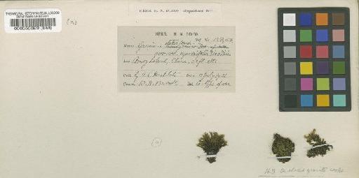 Grimmia pilifera P.Beauv. - BM000555329
