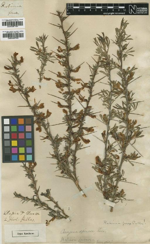 Caragana spinosa DC. - BM000997384