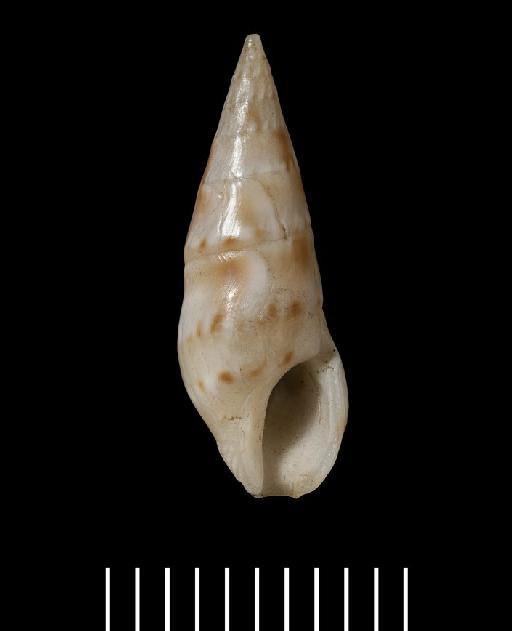 Pleurotoma corusca Reeve, 1843 - 1963789_1a