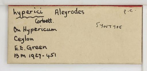Aleyrodes hyperici Corbett, 1926 - 013479562_additional(1)