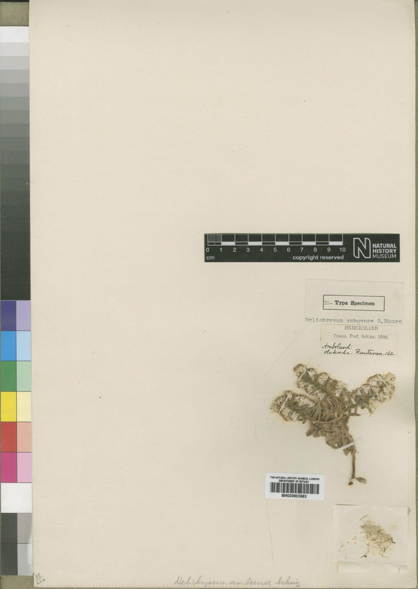 To NHMUK collection (Helichrysum spiciforme var. amboense (Schinz) Moeser; TYPE; NHMUK:ecatalogue:4529032)