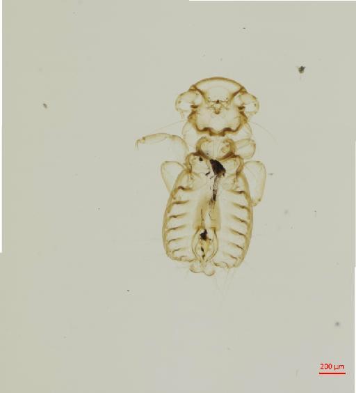 Goniodes colombianus Carriker, 1945 - 010676298__2017_08_08-Scene-1-ScanRegion0