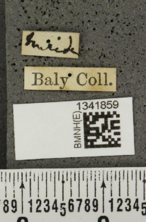 Gynandrobrotica fenestrata (Baly, 1886) - BMNHE_1341859_label_23532