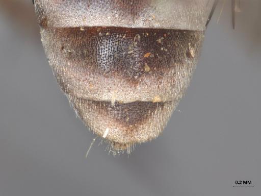 Anypodetus unicolor Oldroyd, 1974 - 013445841_dorsal_abdomen_terminalia