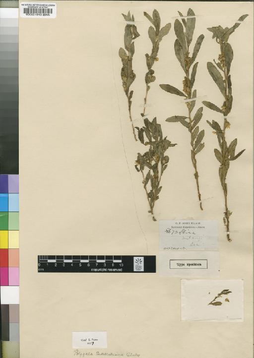 Polygala sadebeckiana Gürke - BM000564913