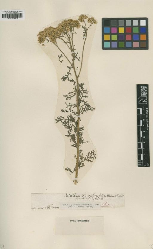 Achillea crithmifolia Waldst. & Kit. - BM001025870