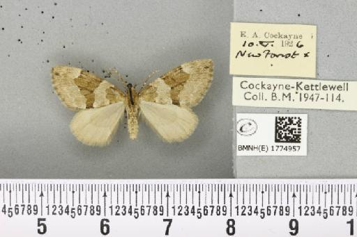 Thera obeliscata ab. bruneoalbata Heydemann, 1933 - BMNHE_1774957_338478