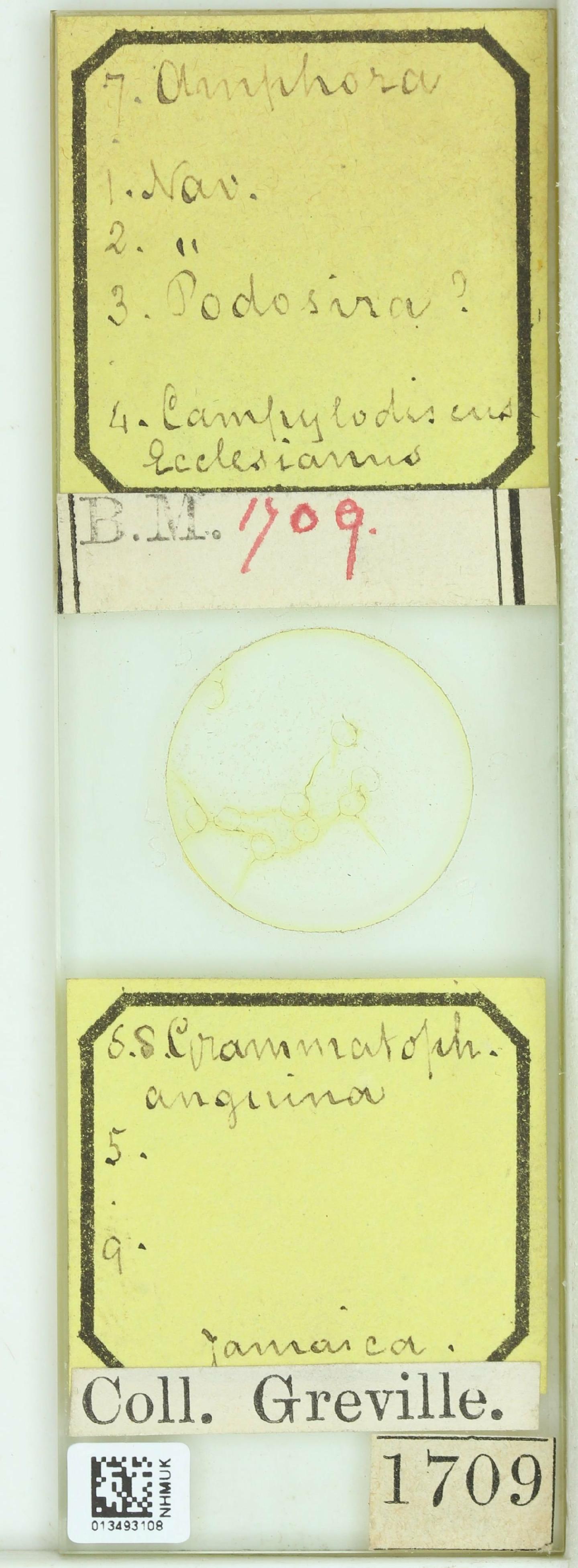 To NHMUK collection (Campylodiscus ecclesianus Grev.; NHMUK:ecatalogue:4734325)