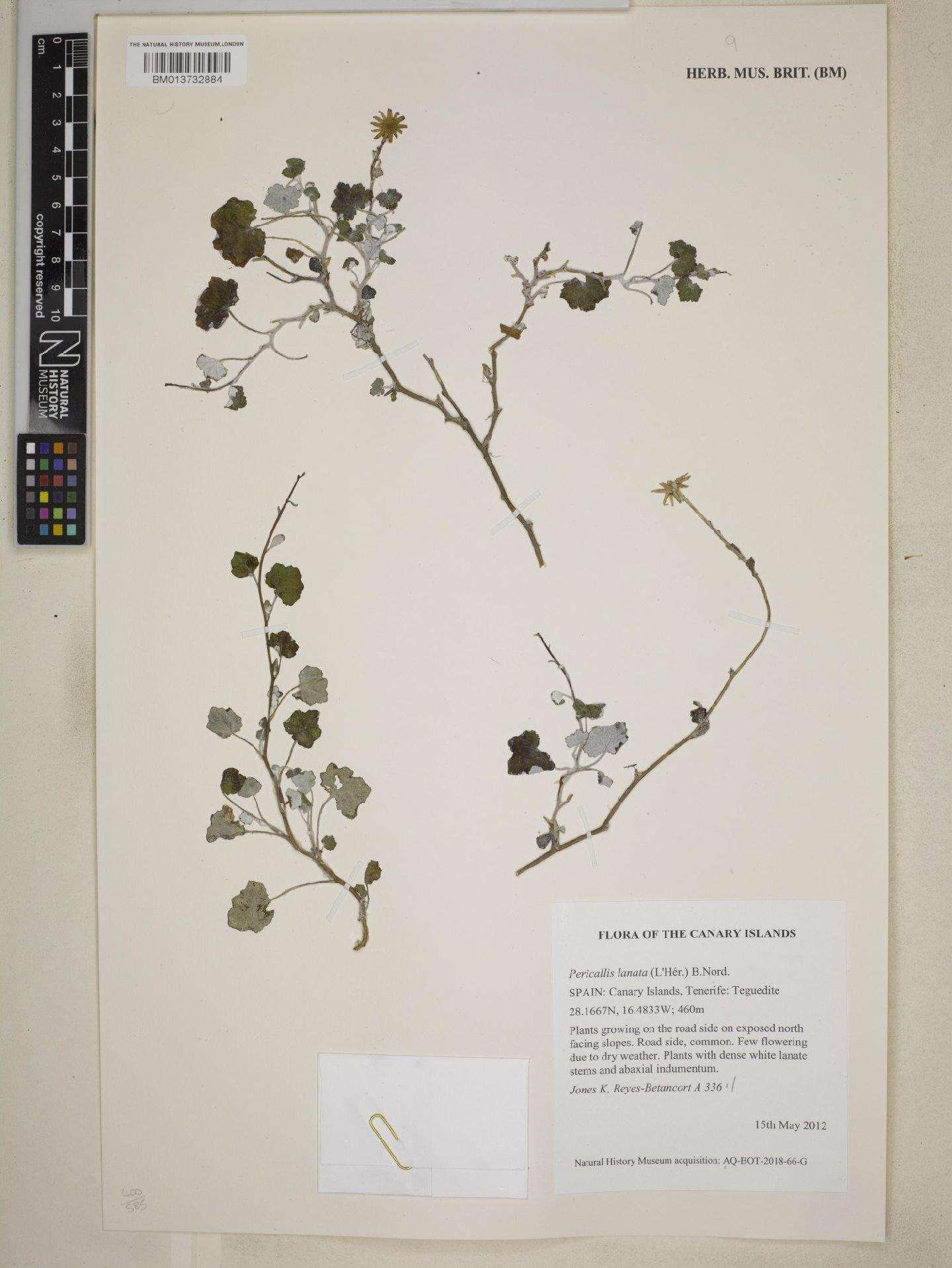 To NHMUK collection (Plantae Haeckel; NHMUK:ecatalogue:9045513)
