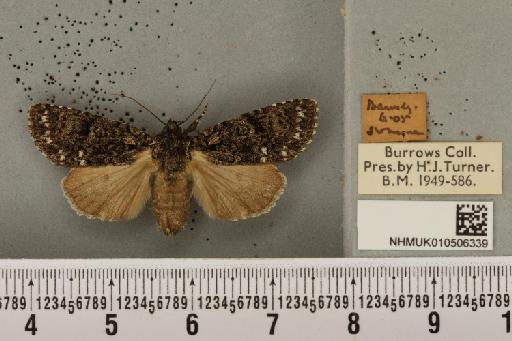 Acronicta rumicis (Linnaeus, 1758) - NHMUK_010506339_563996