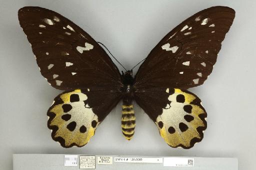 Ornithoptera chimaera chimaera Rothschild, 1904 - 013605168__