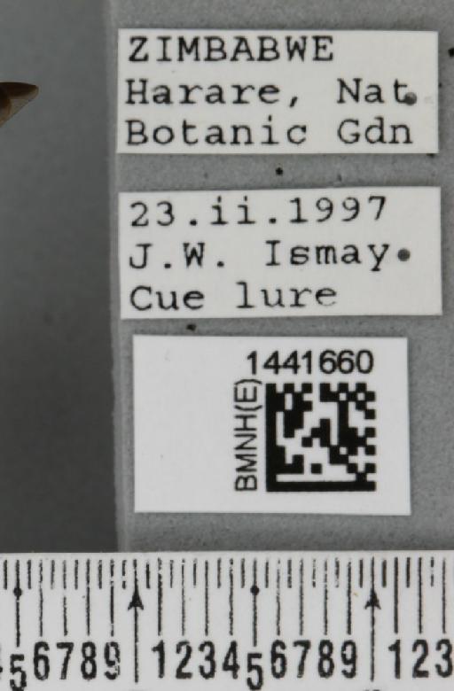 Dacus (Dacus) bivittatus (Bigot, 1858) - BMNHE_1441660_label_36992