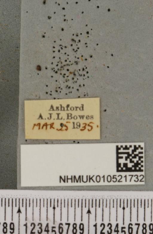 Xylocampa areola (Esper, 1789) - NHMUK_010521732_label_575329