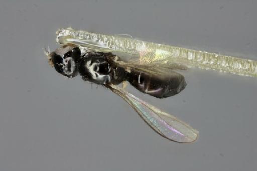 Meroplius (Meroplius) latispinifer Ozerov & Ozerov, 1999 - Meroplius_Meroplius_latispinifer-BMNHE1238987-holotype_male-habitus_dorsal