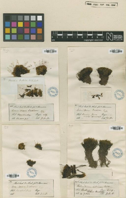 Dicranoweisia indica (Wilson) Paris - BM000965730_a