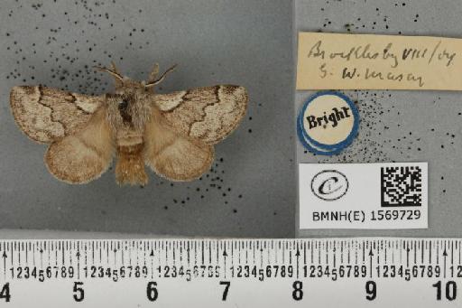 Trichiura crataegi (Linnaeus, 1758) - BMNHE_1569729_491630