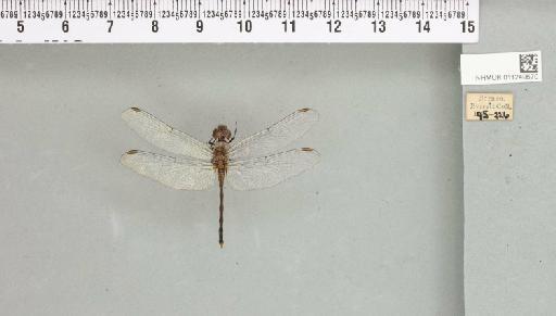 Diplacodes trivialis (Rambur, 1842) - 011249570_803827_1253997_2