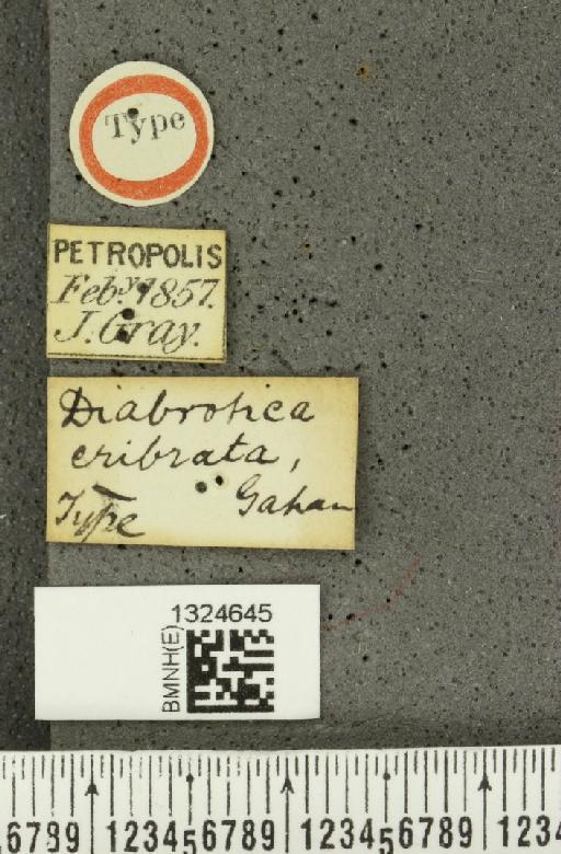 Isotes cribrata (Gahan, 1891) - BMNHE_1324645_label_21803
