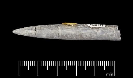 Simpsonibelus expansus (Simpson) - PI CC 1330 - belemnite