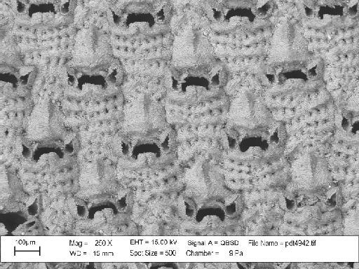 Cribrilina cryptooecium Norman, 1903 - PI B 1681 - Cribrilina cryptooecium