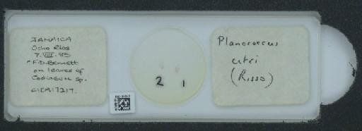 Planococcus citri Risso, 1813 - 010151259_117588_1101300