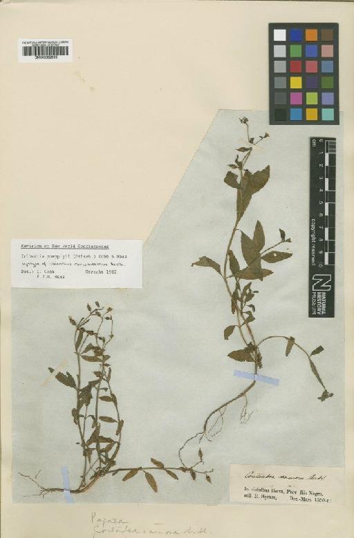 Irlbachia poeppigii (Griseb.) L.Cobb & Maas - BM000952999