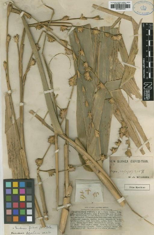 Bambusa forbesii (Ridl.) Holttum - BM000959255
