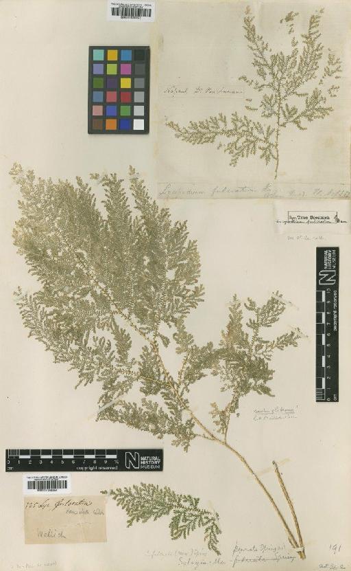 Selaginella fulcrata (Buch.-Ham.) Spring - BM001038353