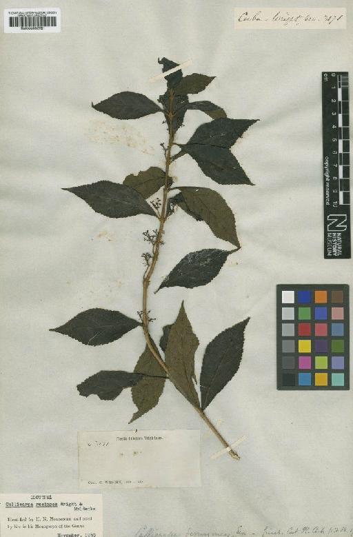 Callicarpa resinosa C.Wright & Moldenke - BM000992781