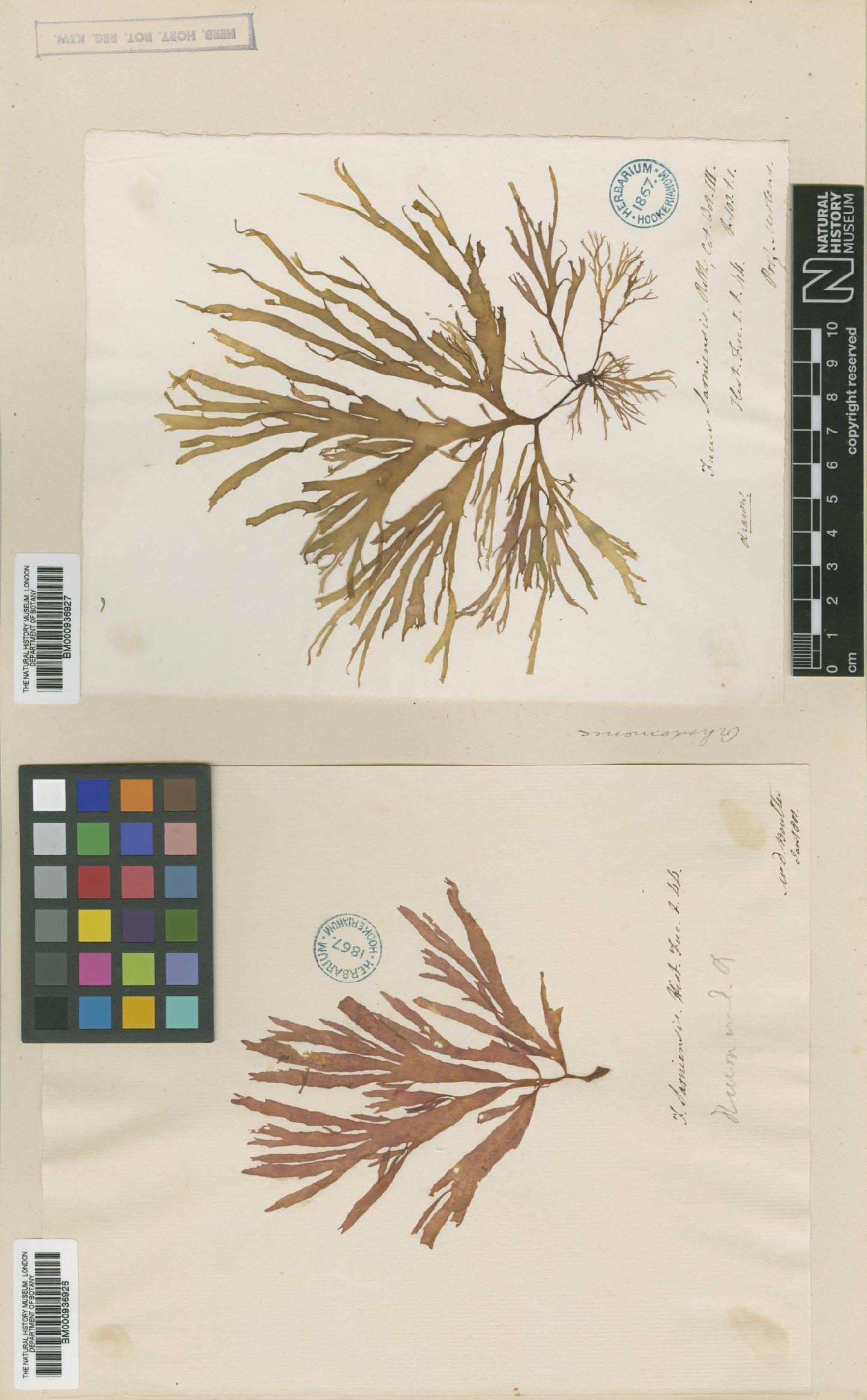 To NHMUK collection (Palmaria palmata (L.) F.Weber & D.Mohr; Syntype; NHMUK:ecatalogue:464740)