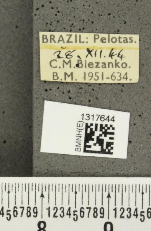 Calligrapha (Calligrapha) polyspila (Germar, 1821) - BMNHE_1317644_label_17412