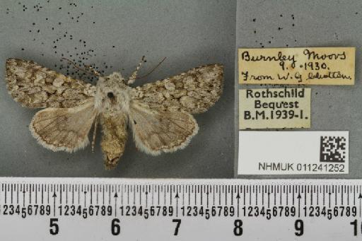 Antitype chi (Linnaeus, 1758) - NHMUK_011241252_642345