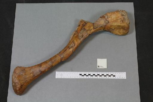 Megalosaurus bucklandii - 010036794_L010093737