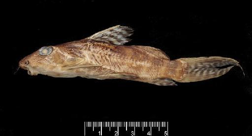 Synodontis ornatipinnis Boulenger, 1899 - Synodontis ornatipinnis PARALECTOTYPEb