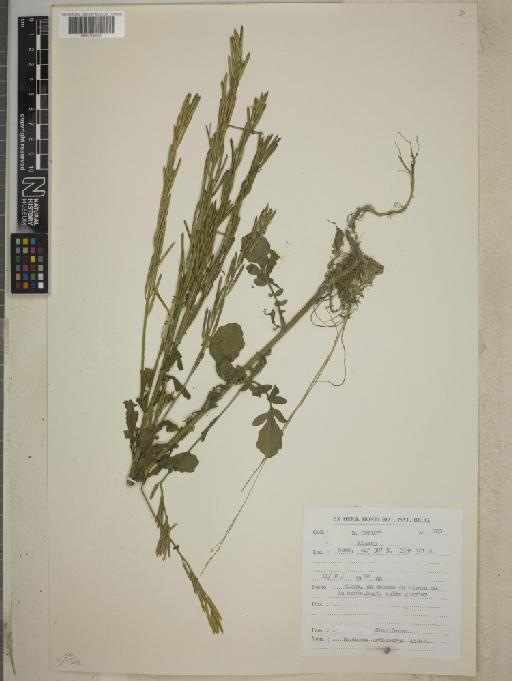 Barbarea orthoceras Ledeb - BM001255382