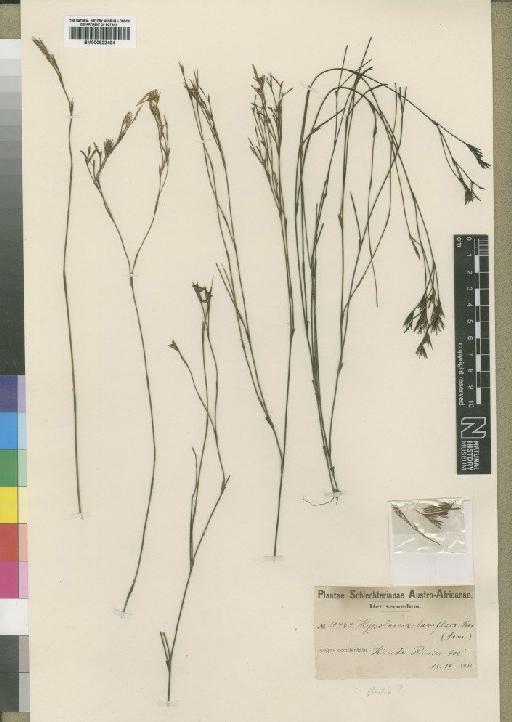 Calopsis hyalina (Mast.) H.P.Linder - BM000922404