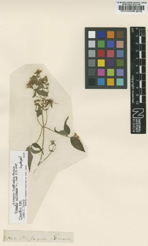 Clematis virginiana L. - BM000540496