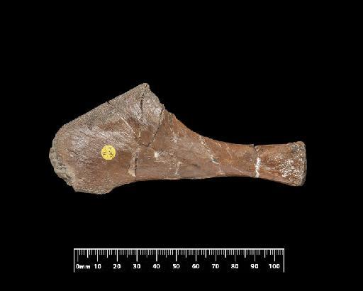 Metriorhynchus brachyrhynchus Deslongchamps - R3804-R-3804-032-22072019