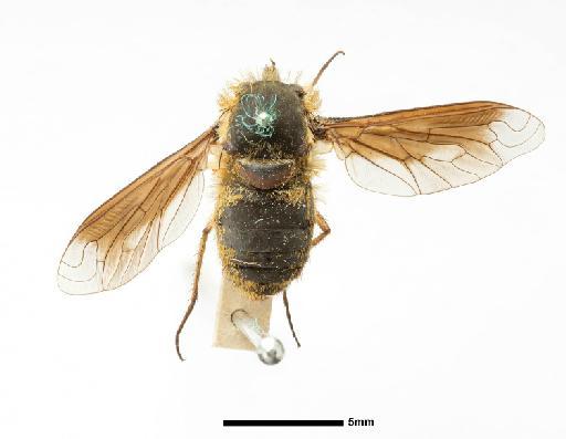 Exoprosopa nigrispina Bezzi, 1924 - 013660415, HOLOTYPE, Exoprosopa nigrispina Bezzi WHOLE BODY DORSAL