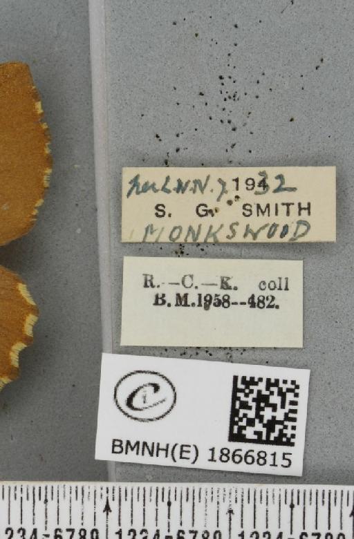 Angerona prunaria ab. smartaria Williams, 1947 - BMNHE_1866815_label_439971