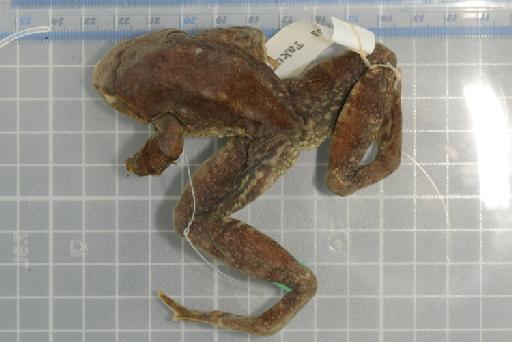 Rana ercepeae - Image of specimen 1975.8.4.1  See registrations from file name, labels and catalogue record 1975.841 & 1975.8.4.1