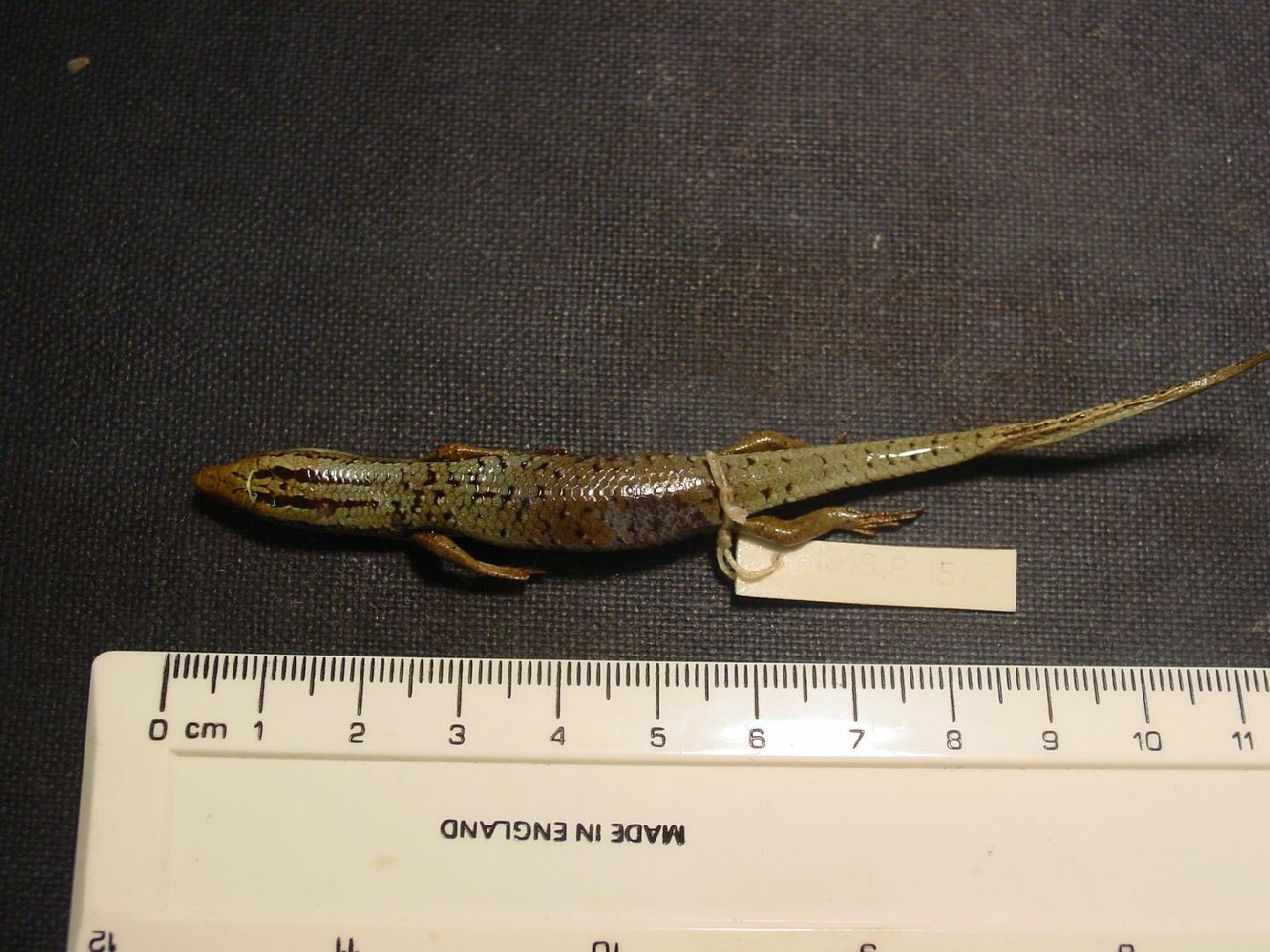 Dasia subcaerulea thumbnail