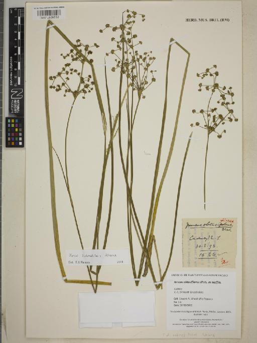 Juncus obtusiflorus Ehrh. ex Hoffm. - BM012556632