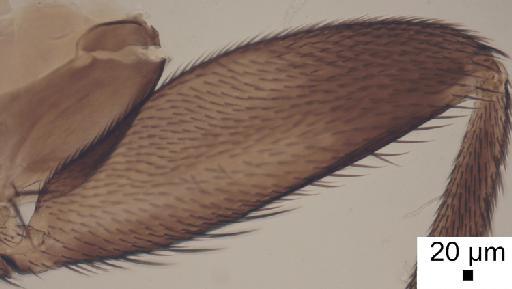 Megaselia campestris (Wood, J.H., 1908) - Megaselia campestris LT hind femur