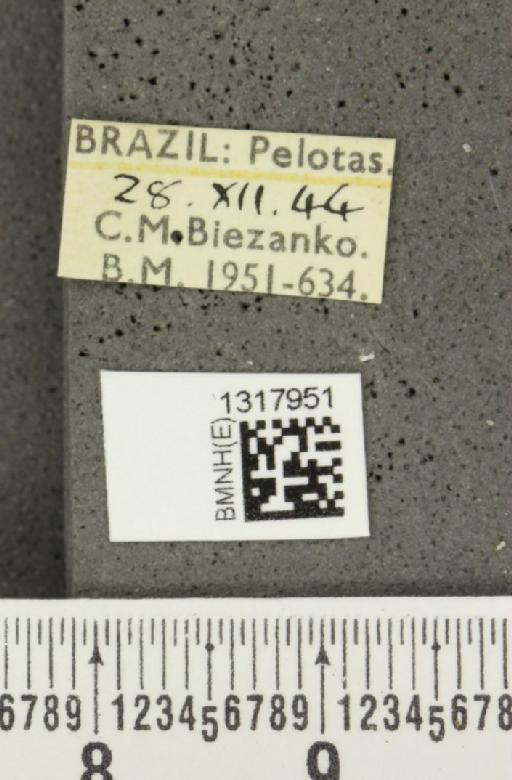 Calligrapha (Calligrapha) polyspila (Germar, 1821) - BMNHE_1317951_label_17401